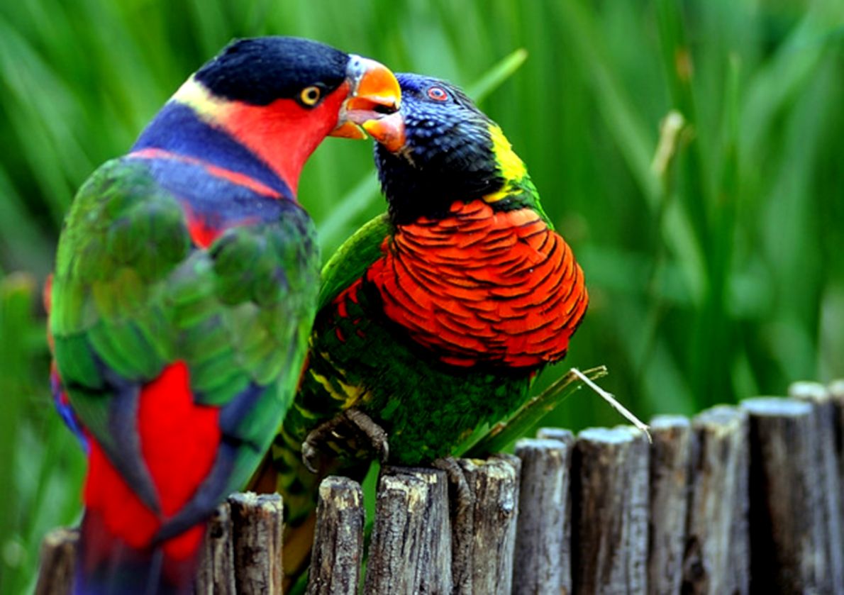 55 Cute Love Bird Colorful Parrot Hd Wallpapers Download - Animal Love Image Download - HD Wallpaper 