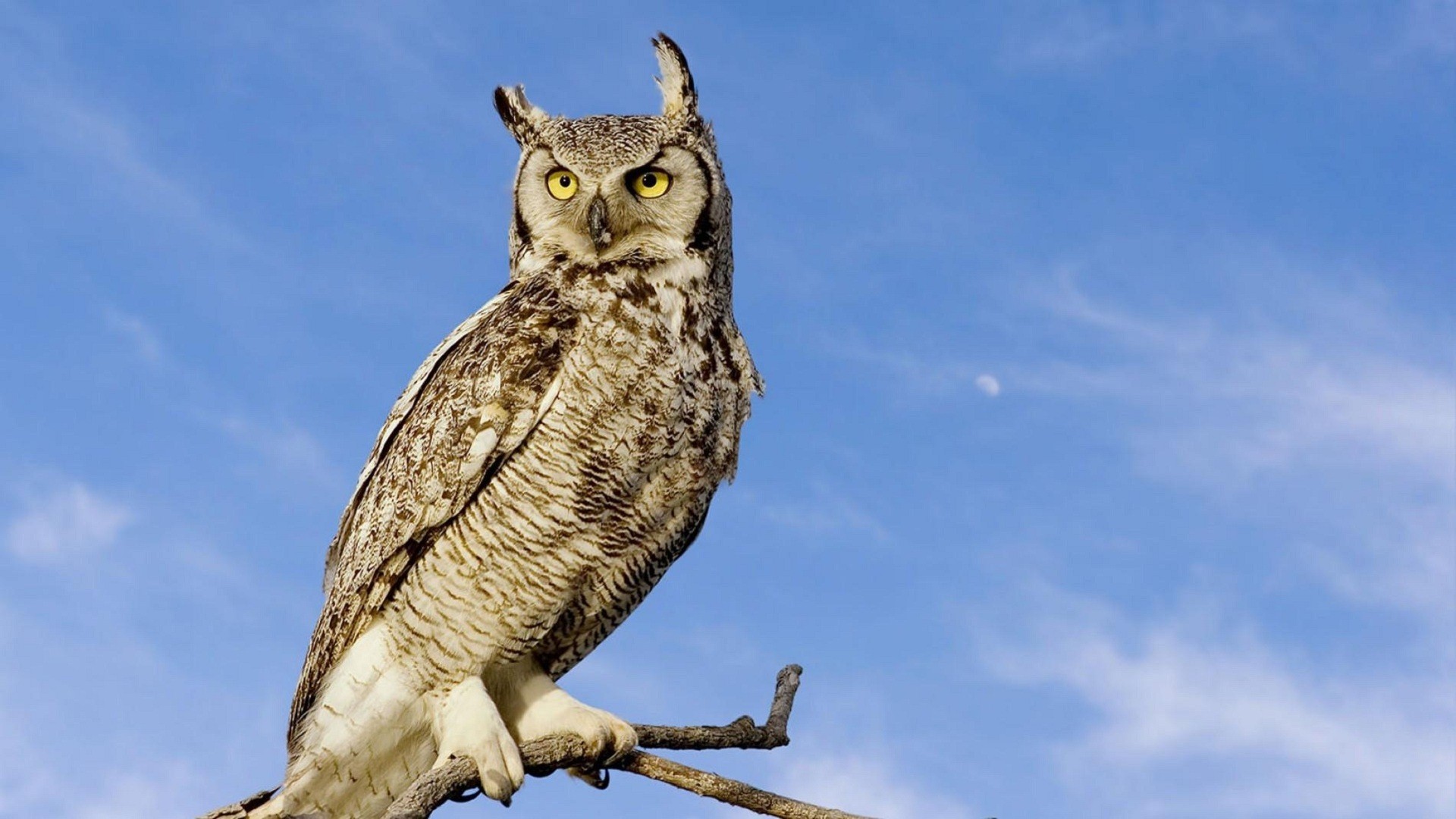 Bird Owl Desktop Background Wallpaper - Great Horned Owl - HD Wallpaper 