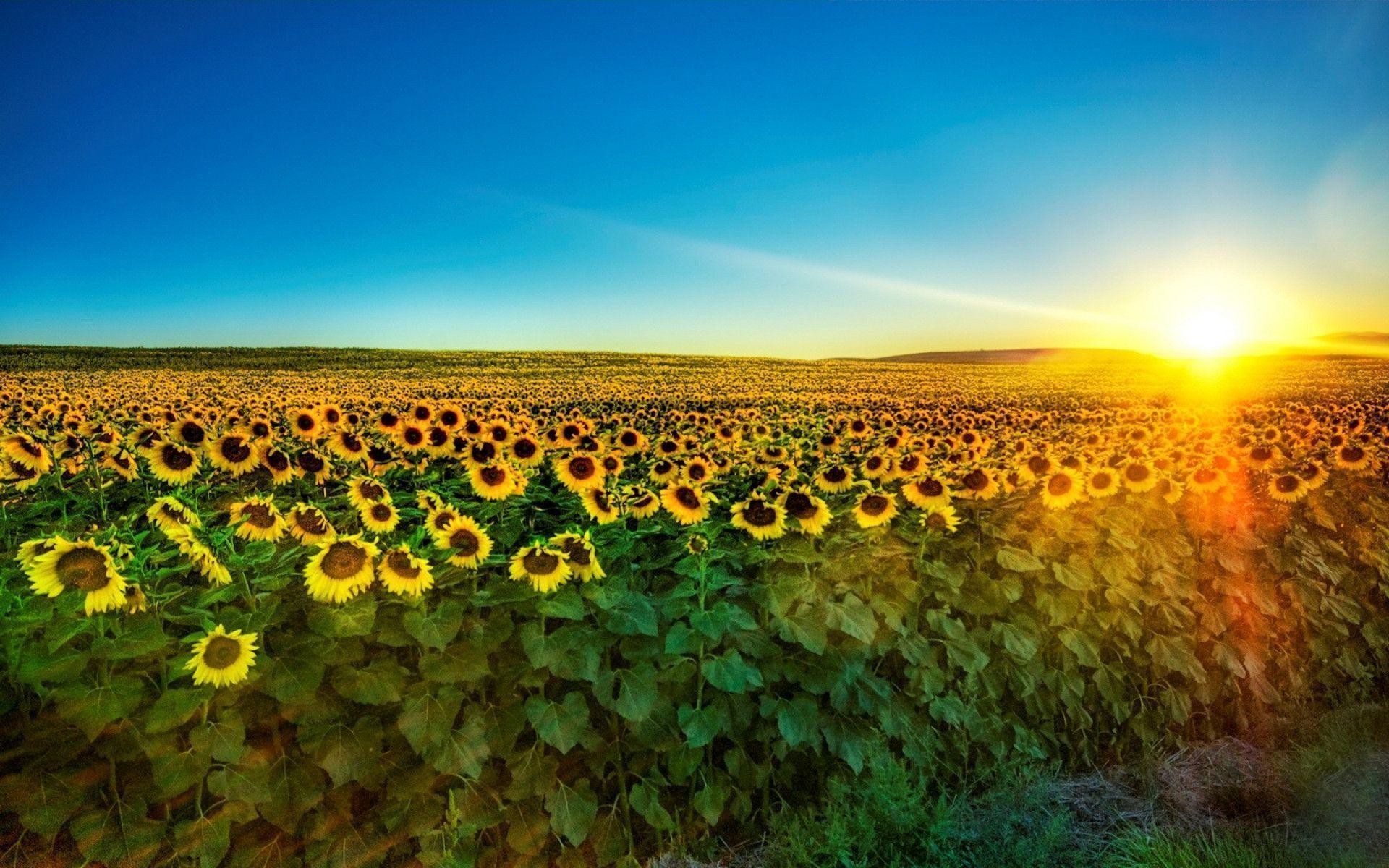 Wallpapers For > Sunflower Wallpaper Desktop 
 Data-src - Good Morning Sri Lanka - HD Wallpaper 