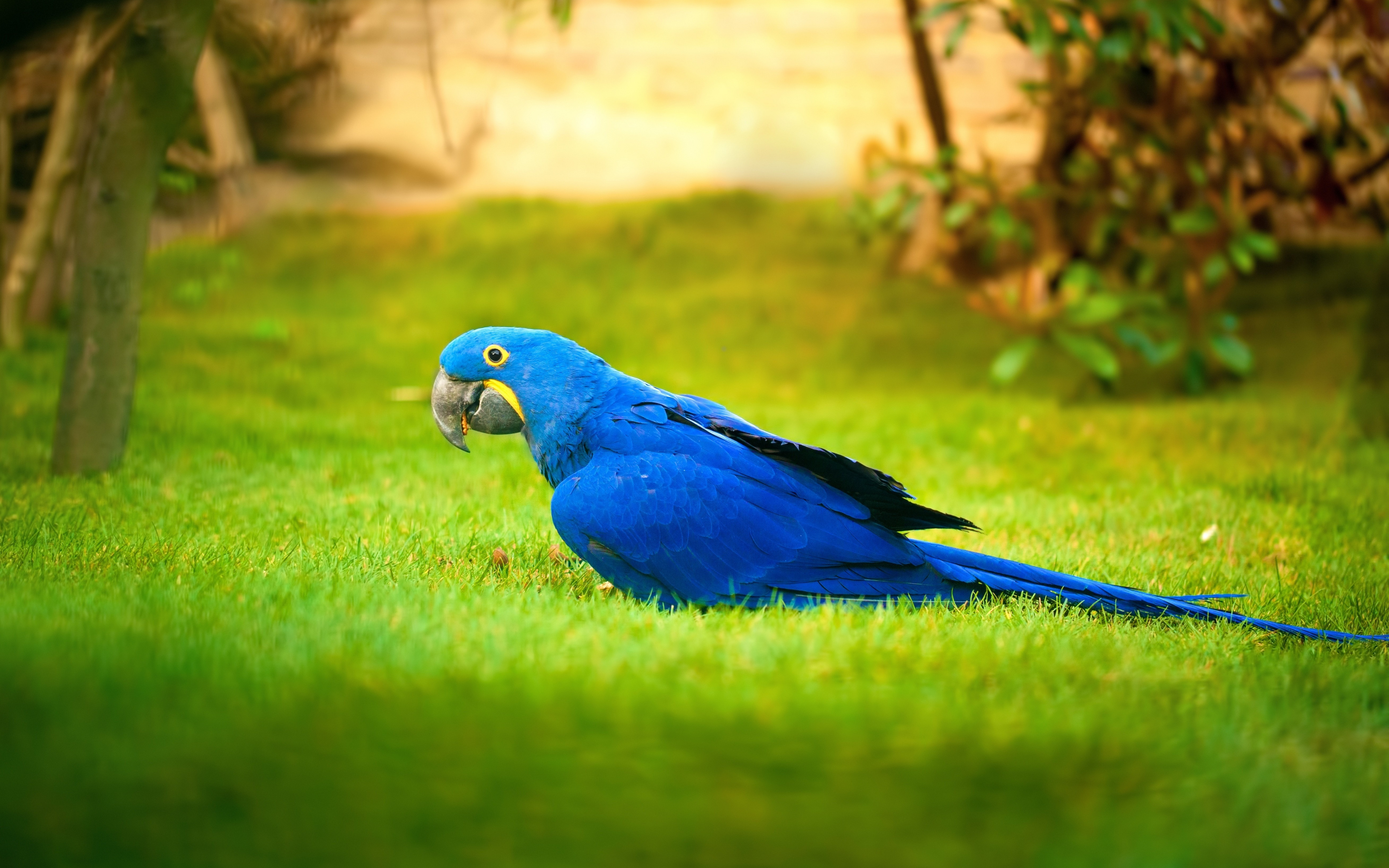 Macaw, Bird, Grass, Parrot, Wallpaper - HD Wallpaper 