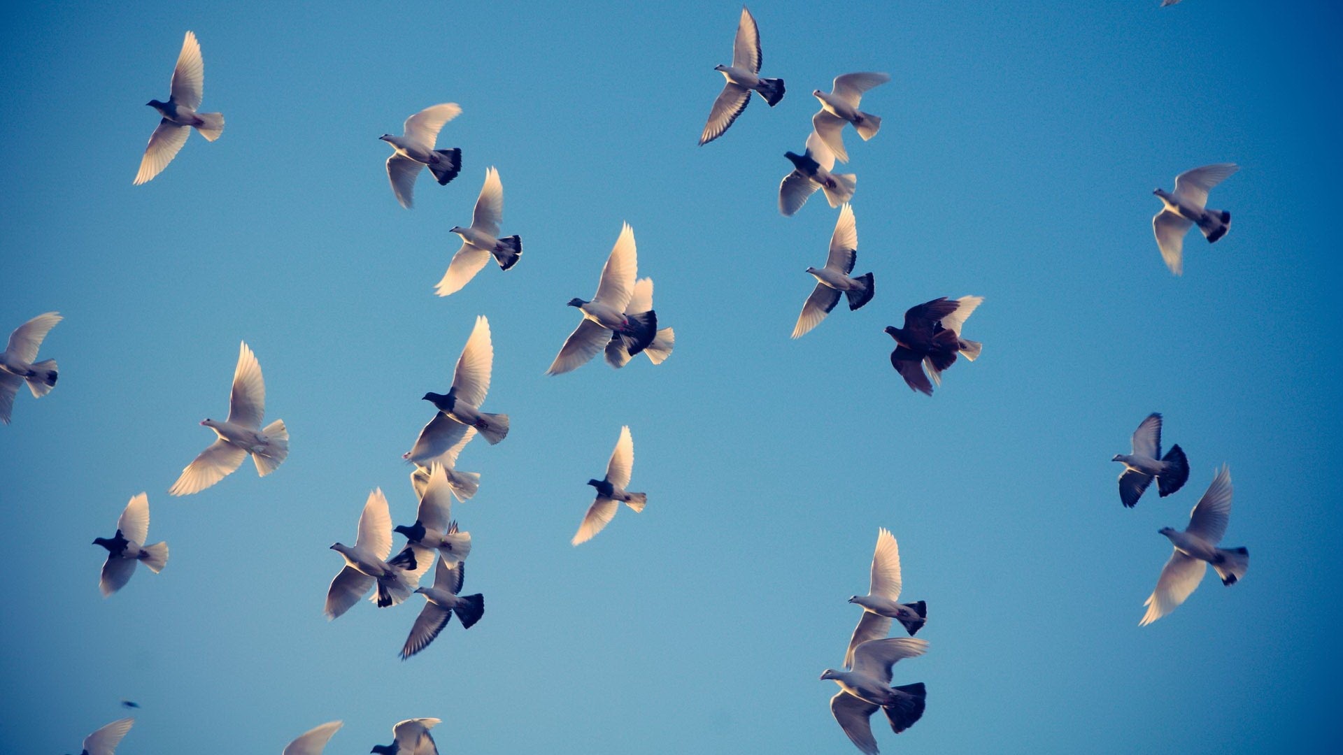 Group Of Bird Flying - HD Wallpaper 
