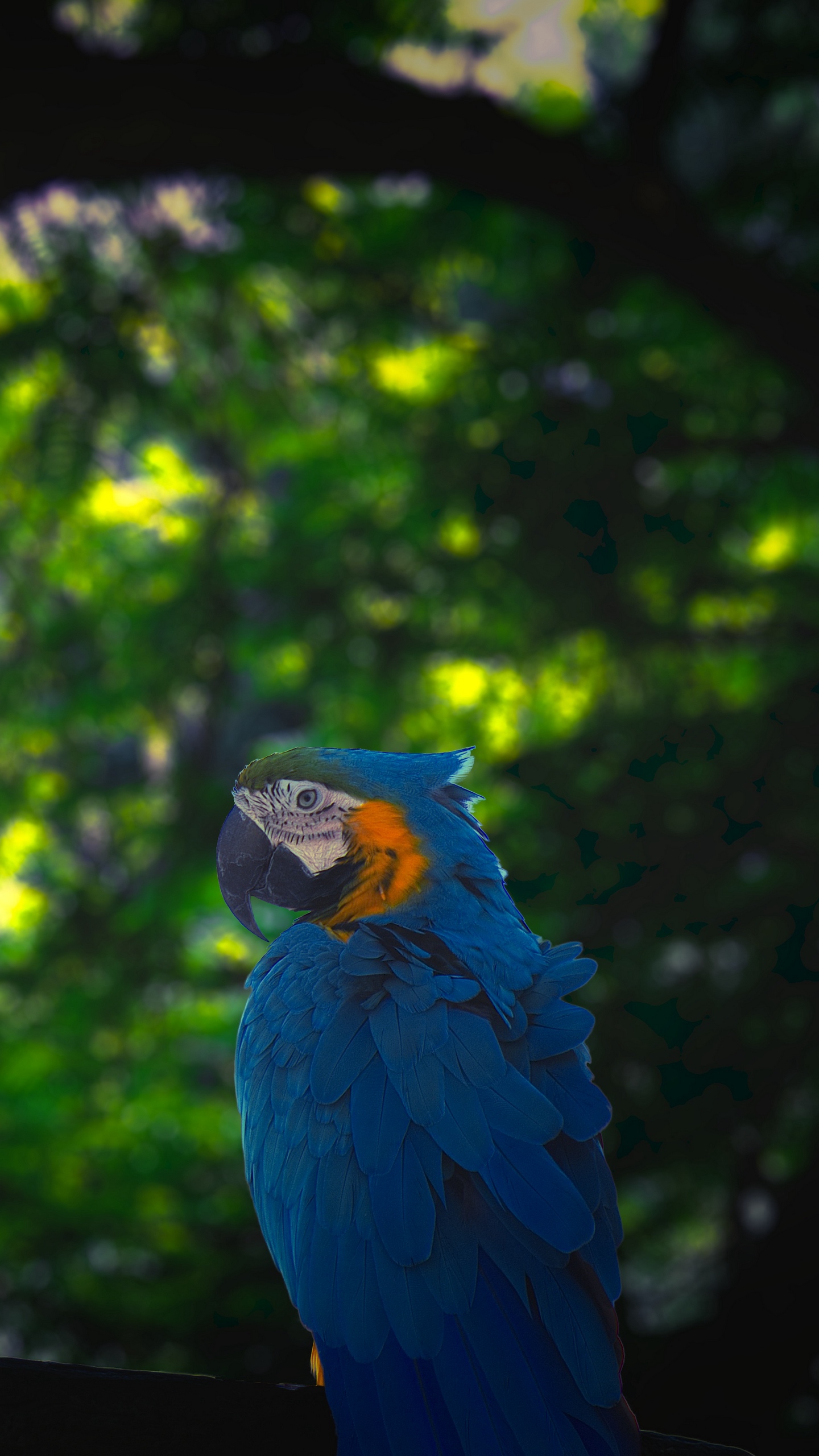 Wallpaper Macaw, Parrot, Bird, Jungle - Macaw Parrot Blue Iphone X - HD Wallpaper 