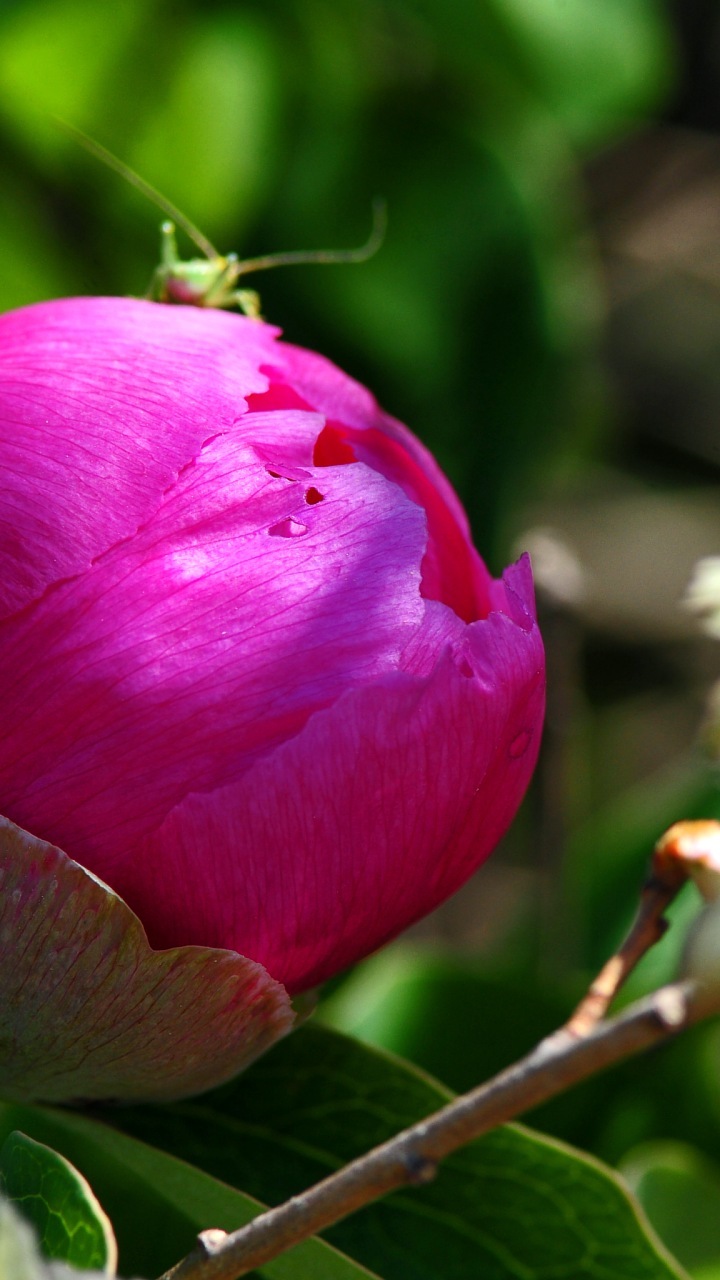 Sel Wallpaper Telefon Hd - گلهای باز و بسته متحرک - HD Wallpaper 