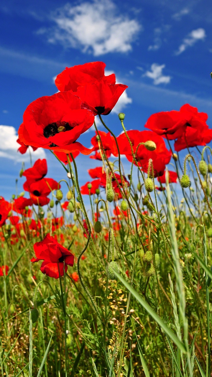 Cantik Wallpaper Hd - Ozadja Za Telefon Huawei - HD Wallpaper 