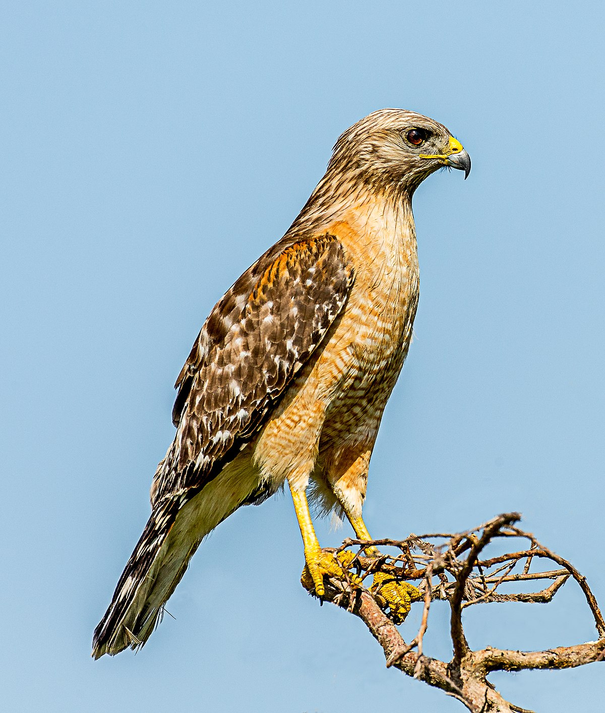 Hawks Bird Of Prey - HD Wallpaper 