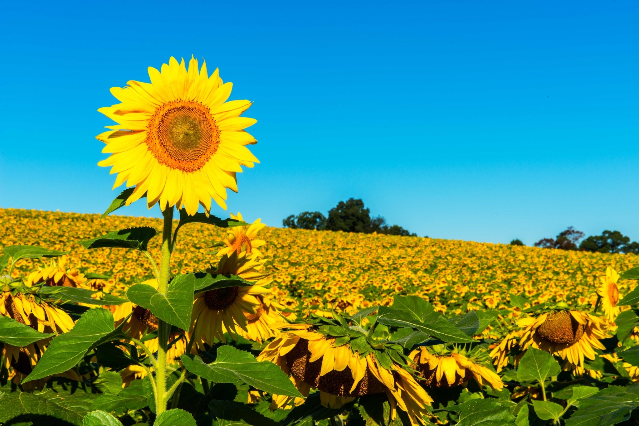 Data Src Large Sunflowers Wallpaper For Andro - Sunflowers In The Morning - HD Wallpaper 