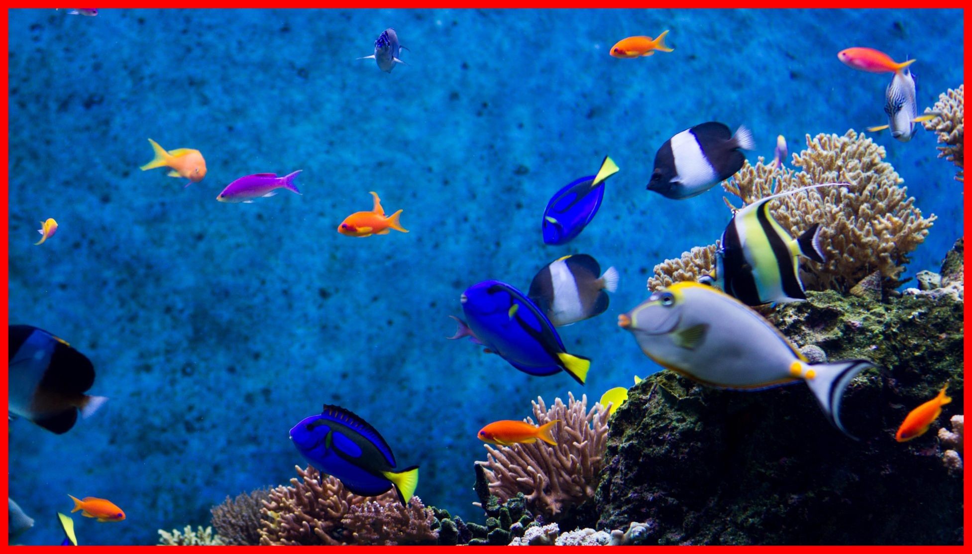 1953x1113, Fish Images Fish Aquarium Images Free Download - Aquarium Live Wallpaper For Windows 10 - HD Wallpaper 