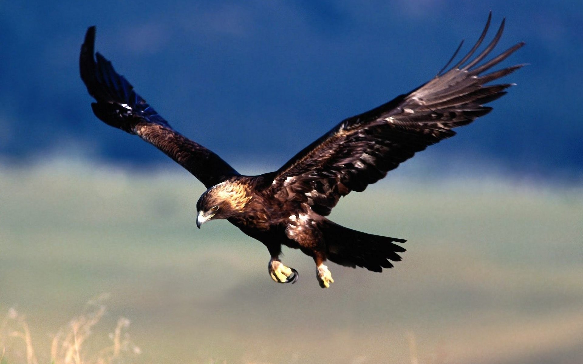 Flying Eagle Images Hd - HD Wallpaper 