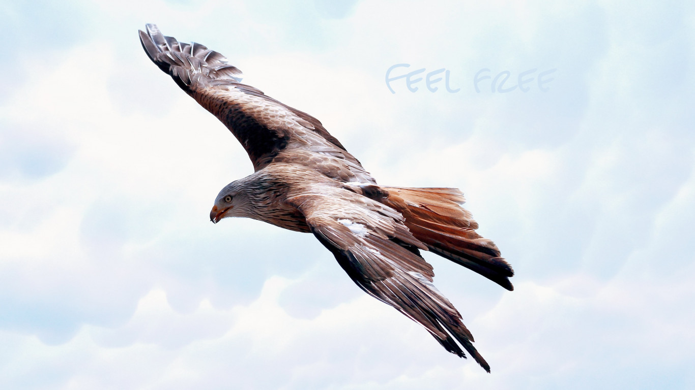 Majestic Hawk Wallpaper - Majestic Bird In Flight - HD Wallpaper 
