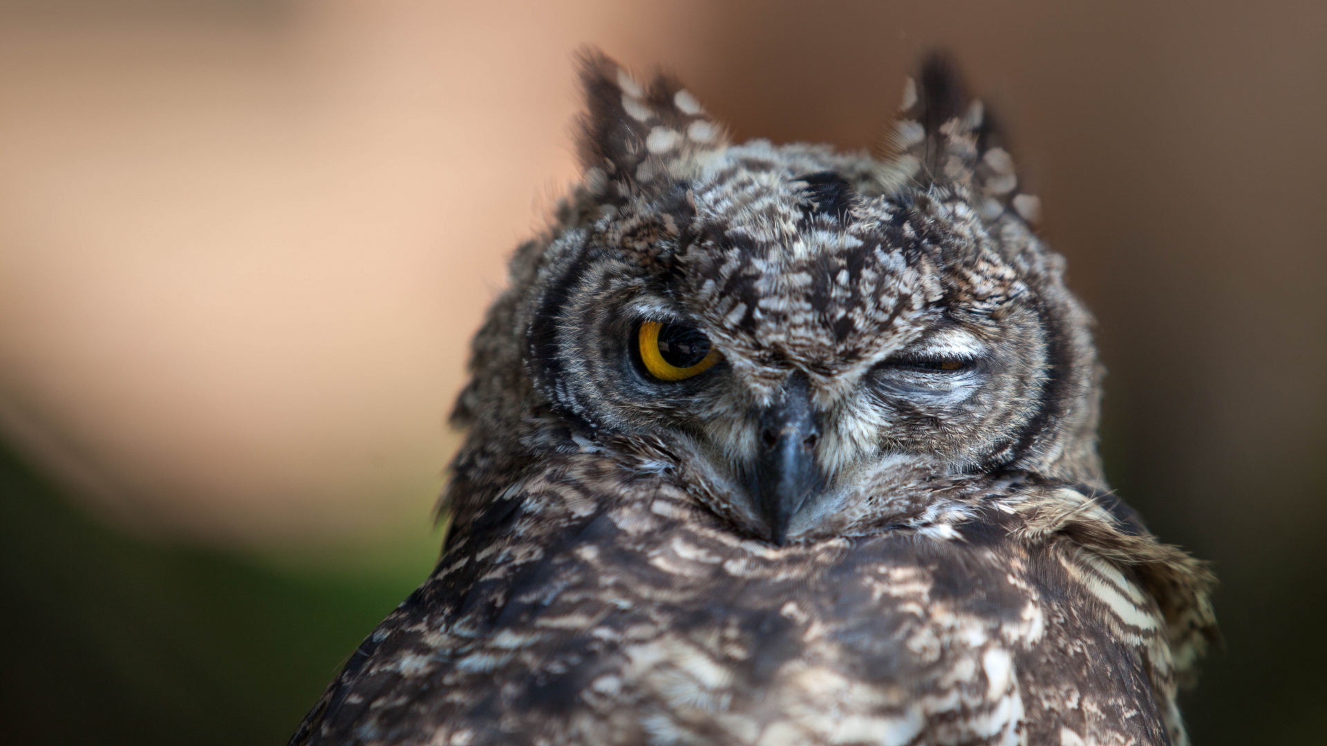 Wallpaper Owl Sleepy Muzzle Beak - Great Horned Owl 4k - HD Wallpaper 