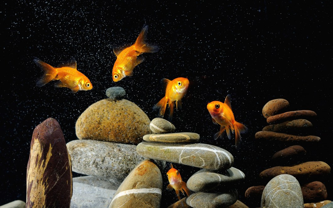 dream aquarium windows 7 free download dream aquarium windows 7 free download