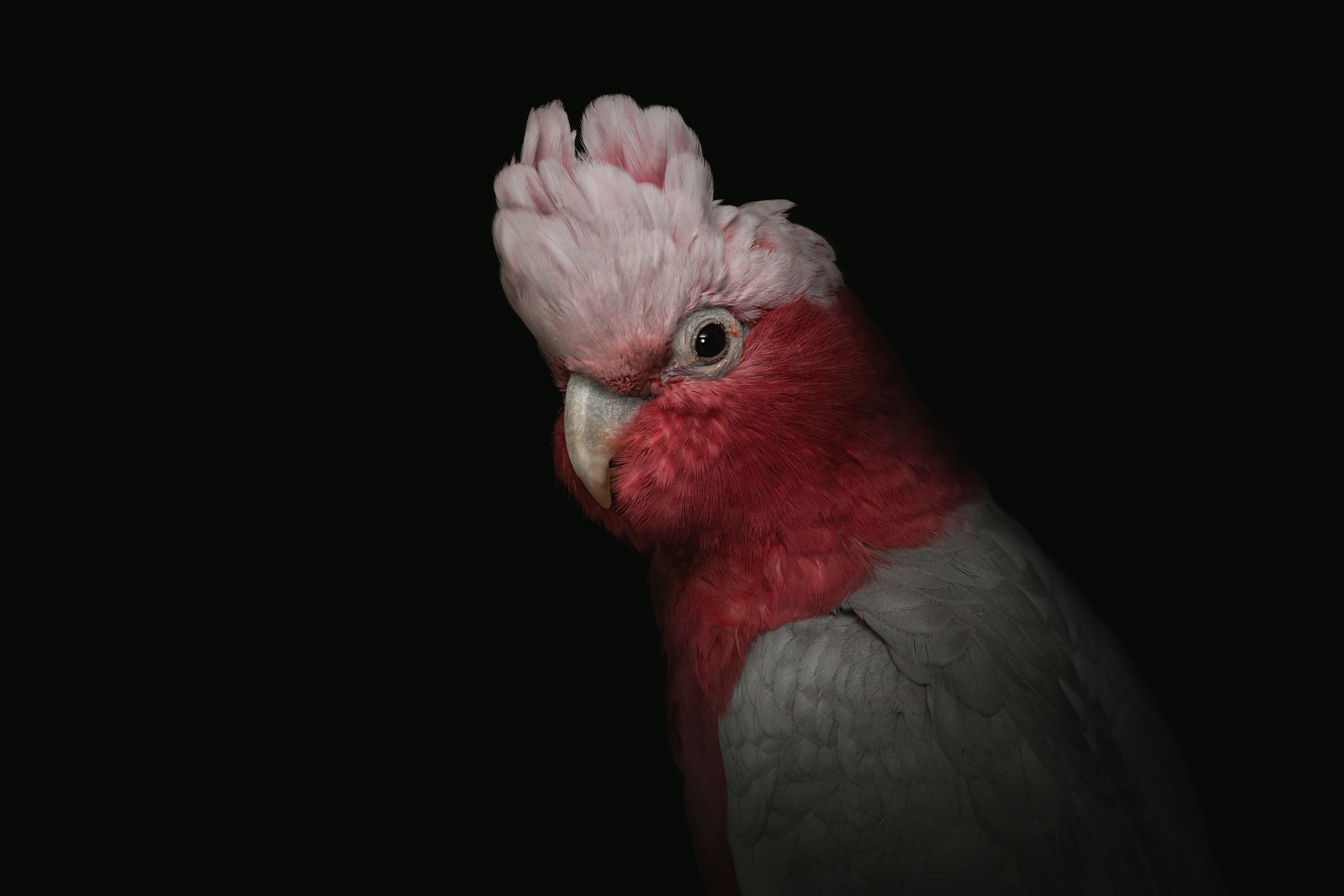 Wallpaper Cockatoo, Parrot, Bird, Pink, Portrait, Funny - Cockatoo Wallpaper Iphone - HD Wallpaper 
