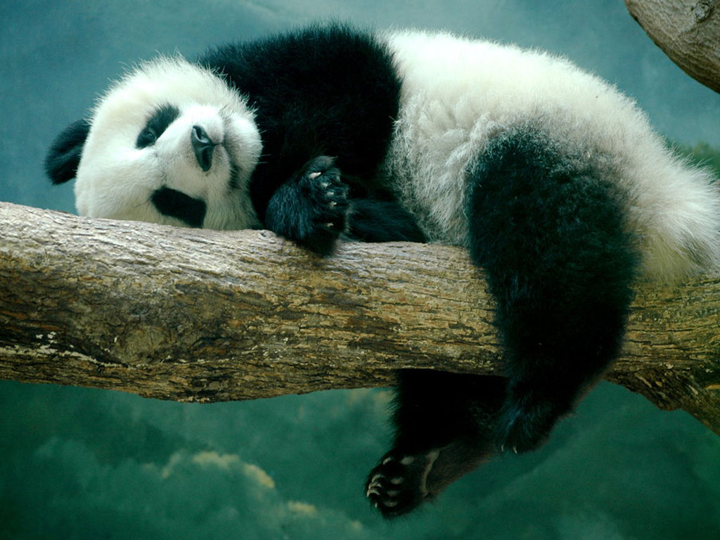 Sleeping Panda Animals Wallpaper Wallpaper Wallpaperlepi - Panda Sleeping On Tree - HD Wallpaper 