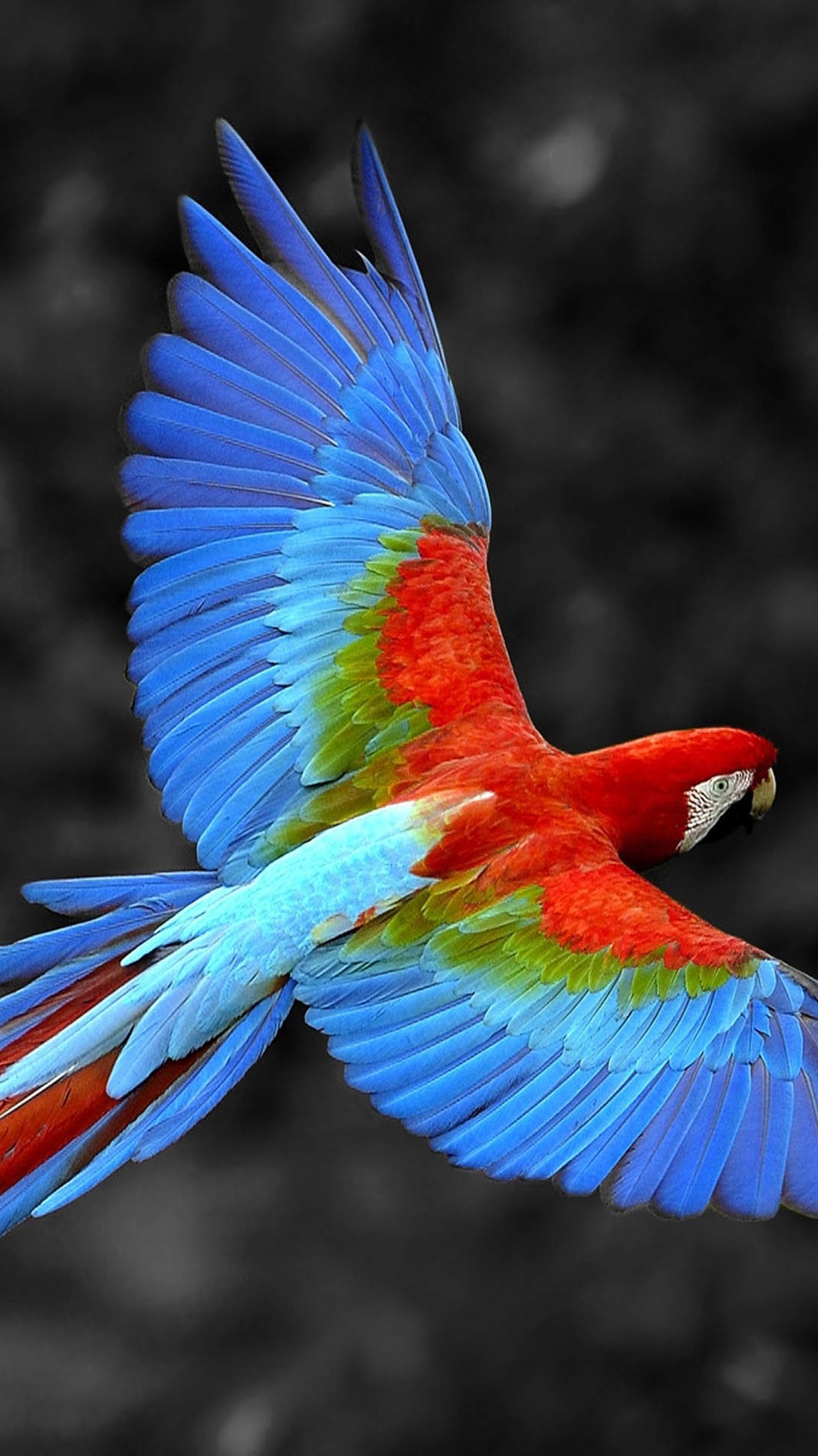 Flying Macaw Parrot - 1080x1920 Wallpaper Flying Macaw Parrot - 1080x1920 Wallpaper
