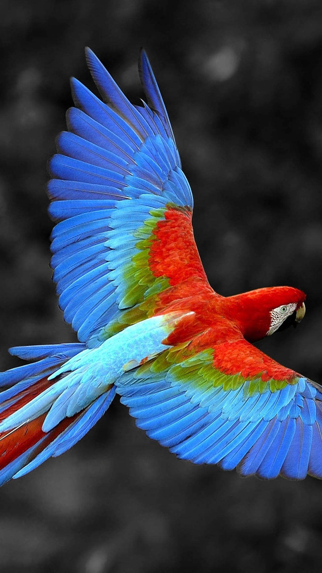 Flying Macaw Parrot - HD Wallpaper 