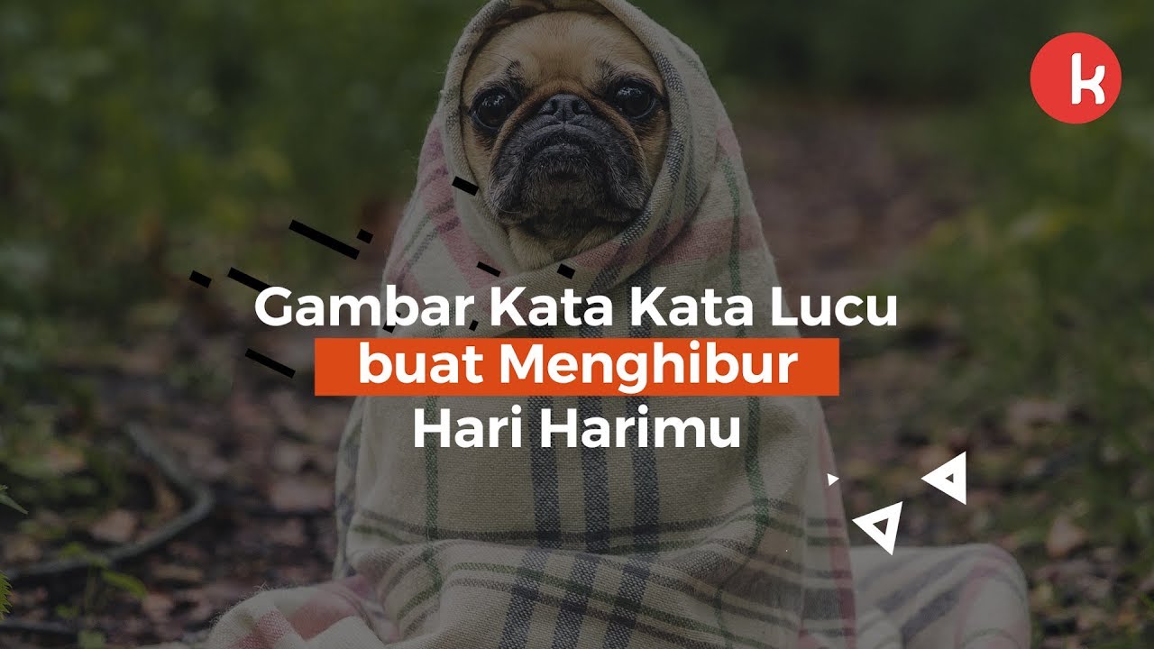 Yoda Dog - HD Wallpaper 