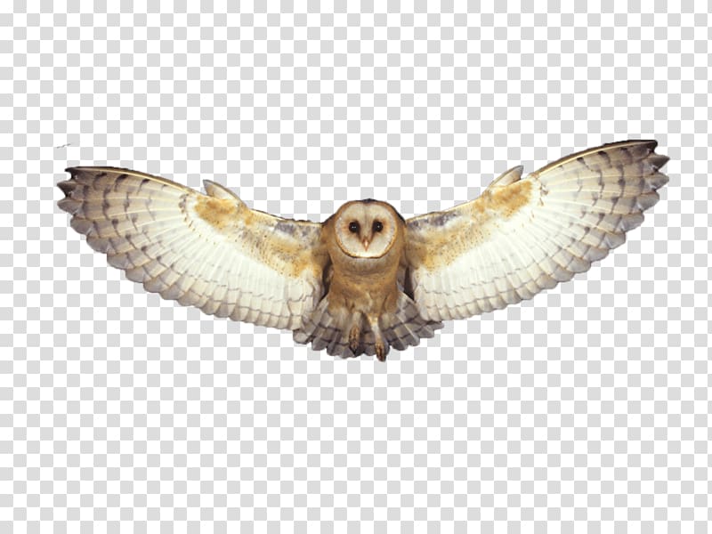 Barn Owl Desktop , Owl Transparent Background Png Clipart - Cat Eye Glasses Png - HD Wallpaper 