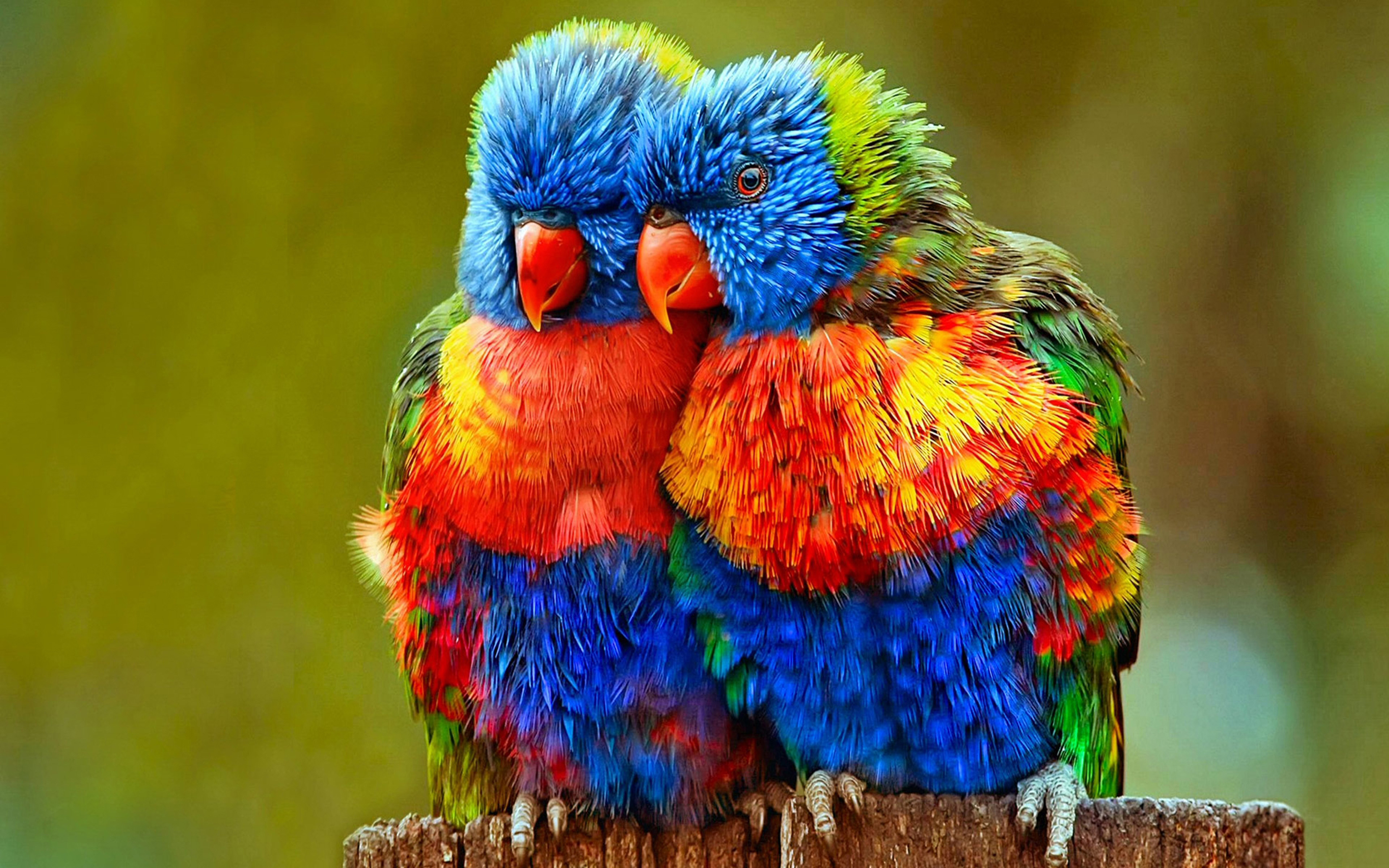 Most Beautiful Colorful Bird - HD Wallpaper 