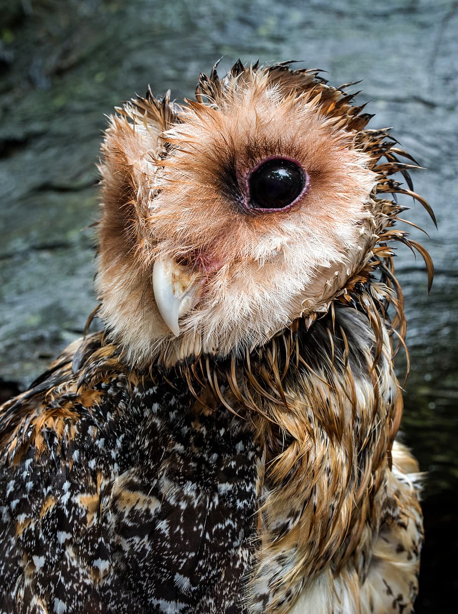 Close-up Photography Of Owl, Bird, Australia, Animal, - Water Drenched Owl - HD Wallpaper 