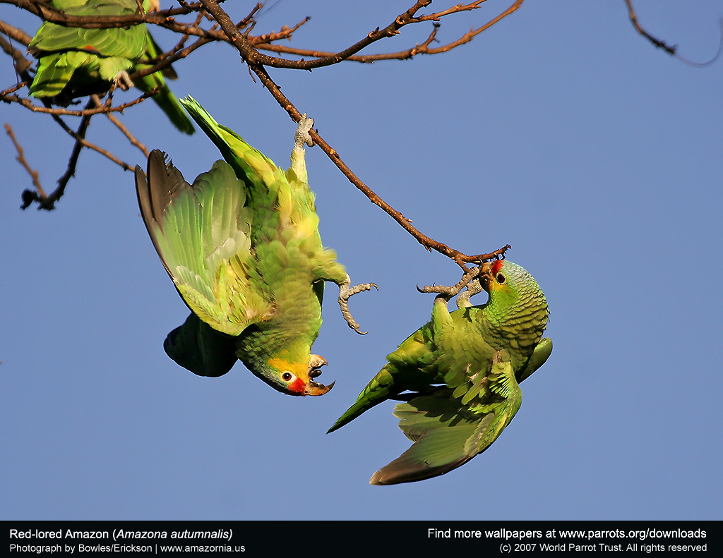 Budgie - 1024x791 Wallpaper - teahub.io