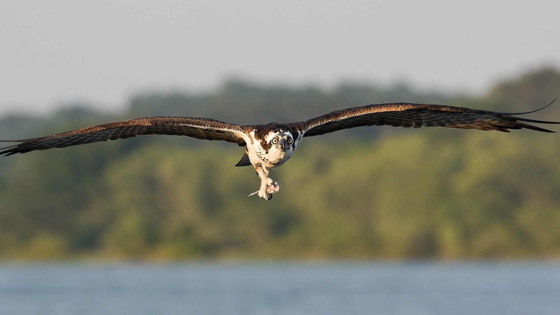 1920x1080, Wallpaper Hawk Flying 1920 X 1080 Full Hd - Osprey Background Hd - HD Wallpaper 