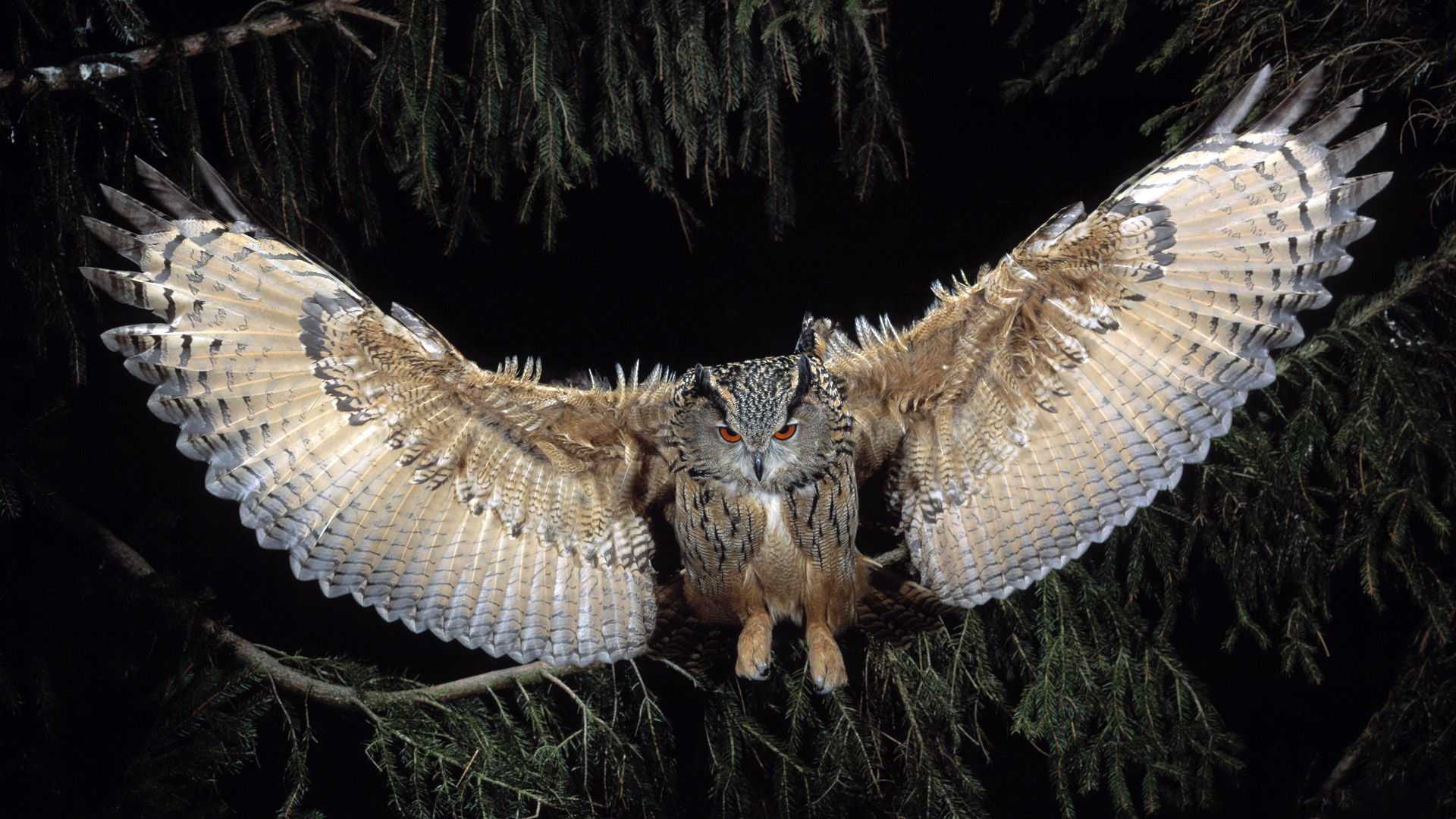 Owl Desktop Wallpaper - HD Wallpaper 