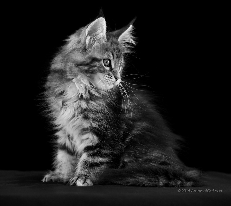 Full Size Wallpapers For Android Wallpaper 960x854 Wallpaper