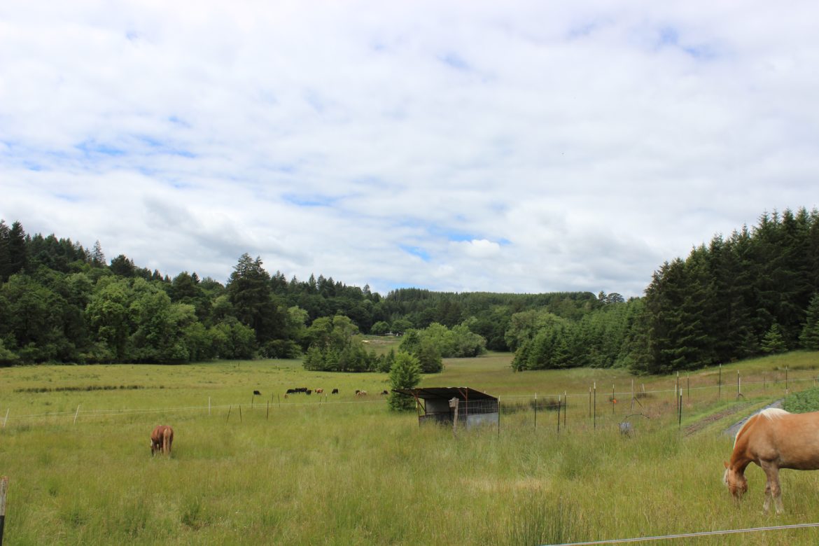 Big Table Farm, Willamette Valley, Oregon - Grazing - HD Wallpaper 