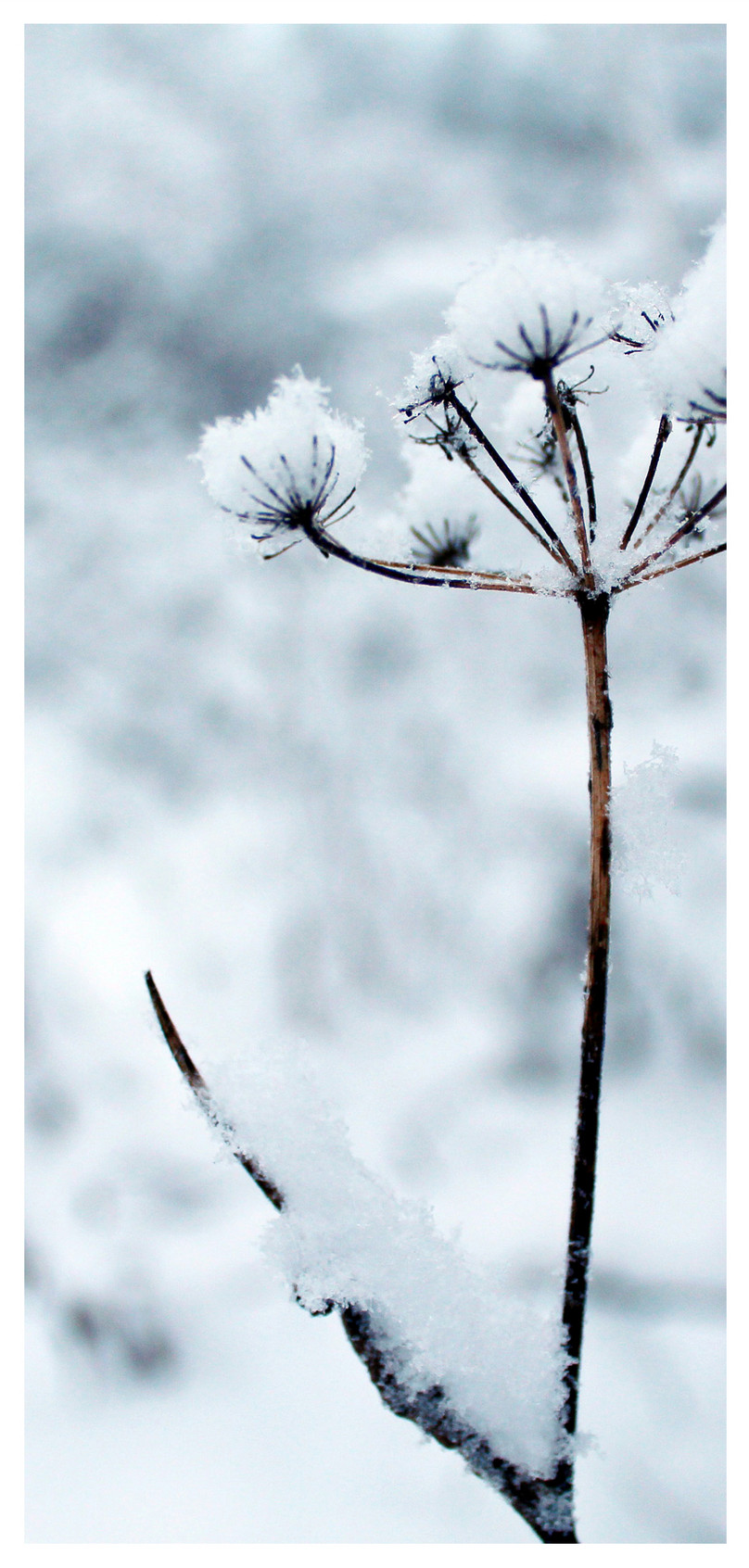 Wallpaper Salju Pemandangan Musim Dingin - Winter Frozen Flowers - HD Wallpaper 