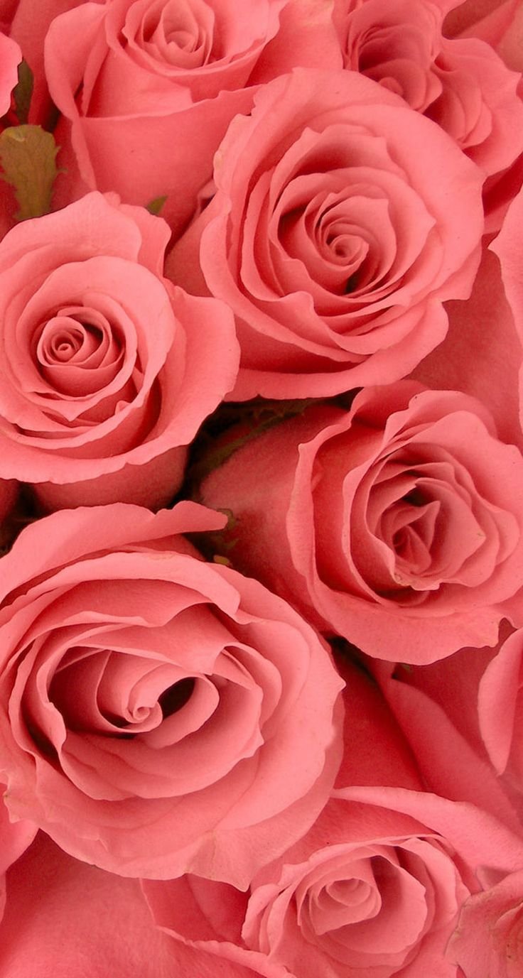 Pink Roses - HD Wallpaper 