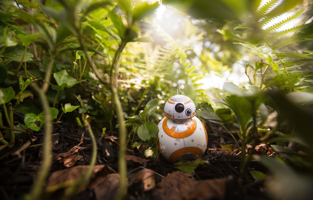 Photo Wallpaper Kawaii, Star Wars, Forest, Robot, Jungle, - Robot In The Jungle - HD Wallpaper 