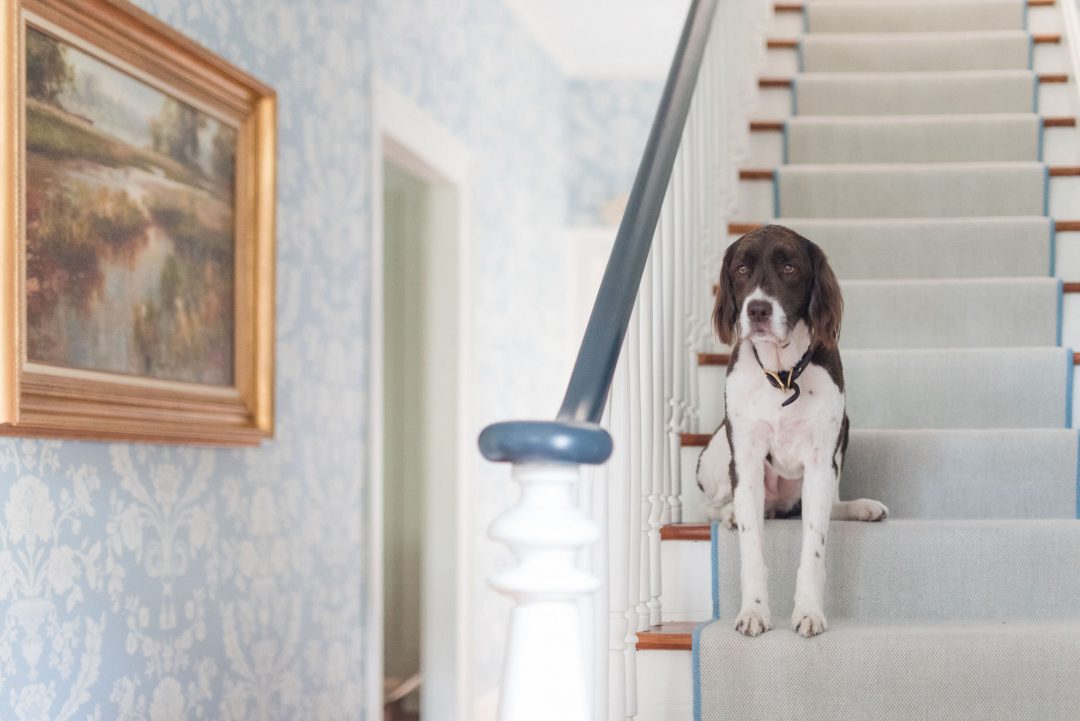 Wallpaper Reveal - Pocket Beagle - HD Wallpaper 