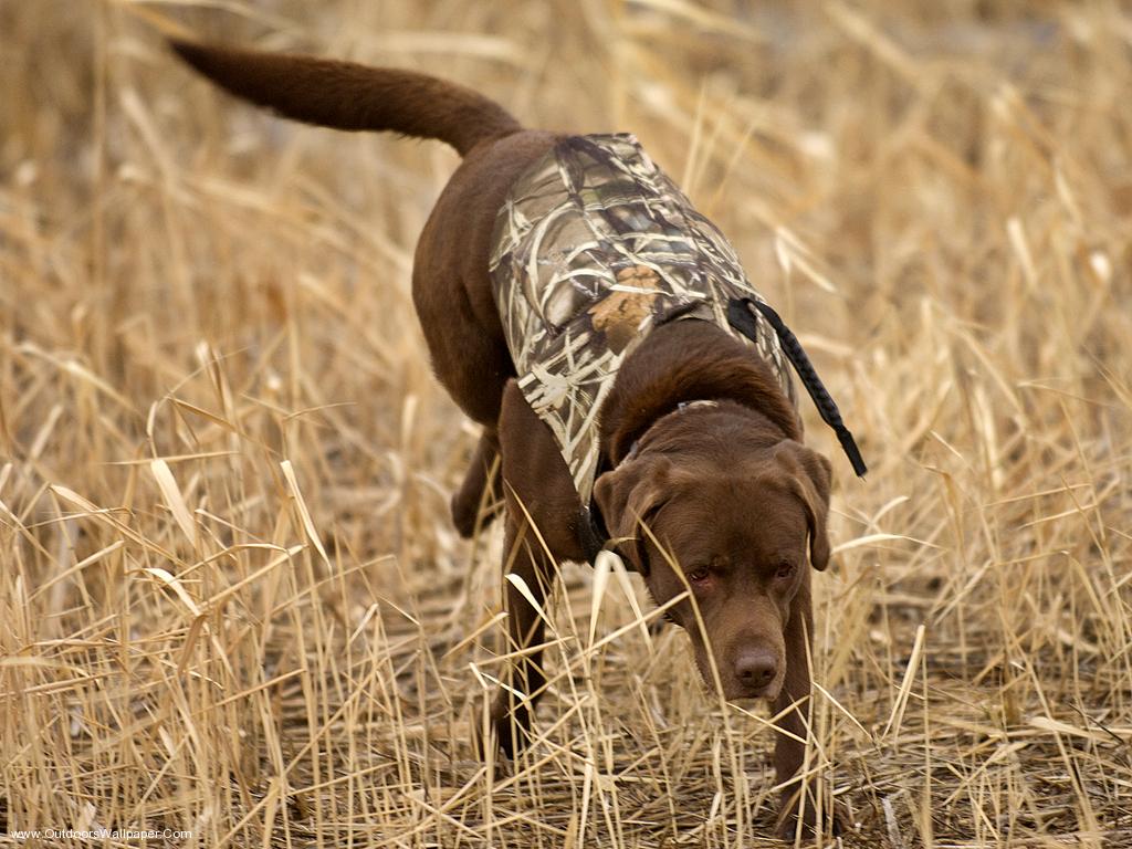 Hunting Dog Wallpaper - Hunting Dog Wallpaper Hd - HD Wallpaper 