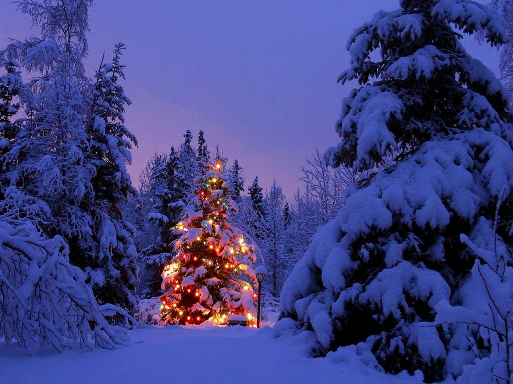 Christmas Tree In Snow - HD Wallpaper 