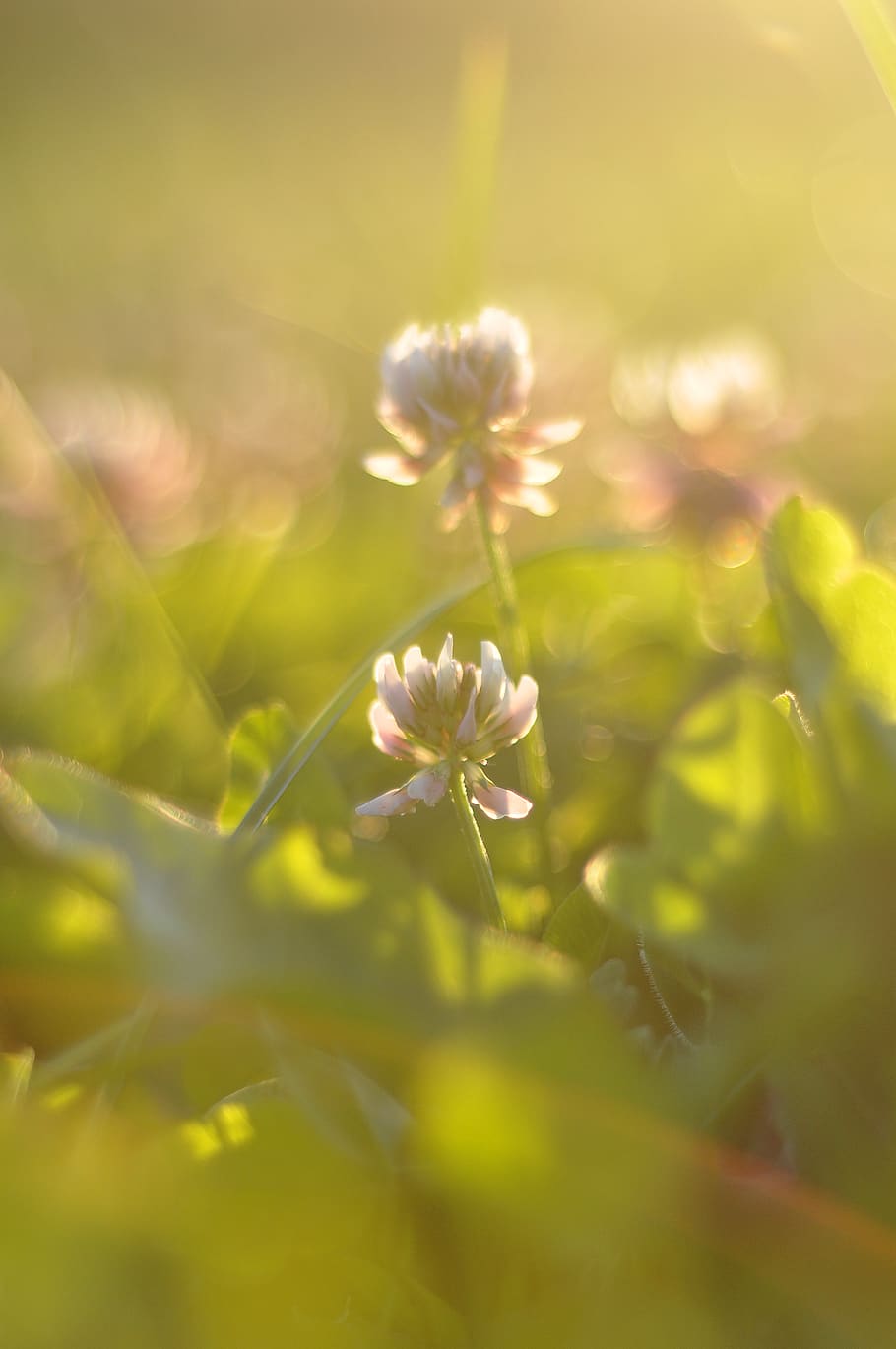 Sweden, Lund, Green, Golden Hour, Golden Light, Flower, - Geissorhiza - HD Wallpaper 