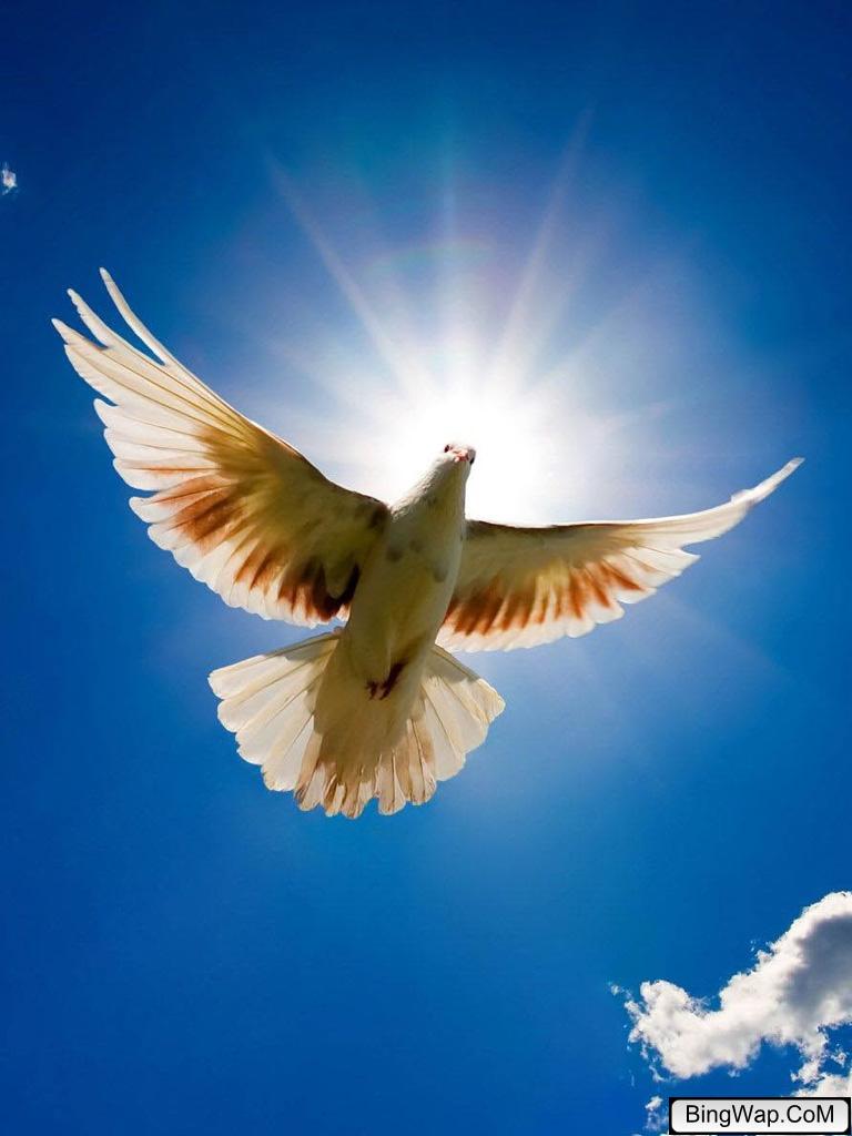 Mobile Wallpaper Free Mobile Best Wallpapers Free Download - Hd Wallpaper Fit To Mobiles - HD Wallpaper 