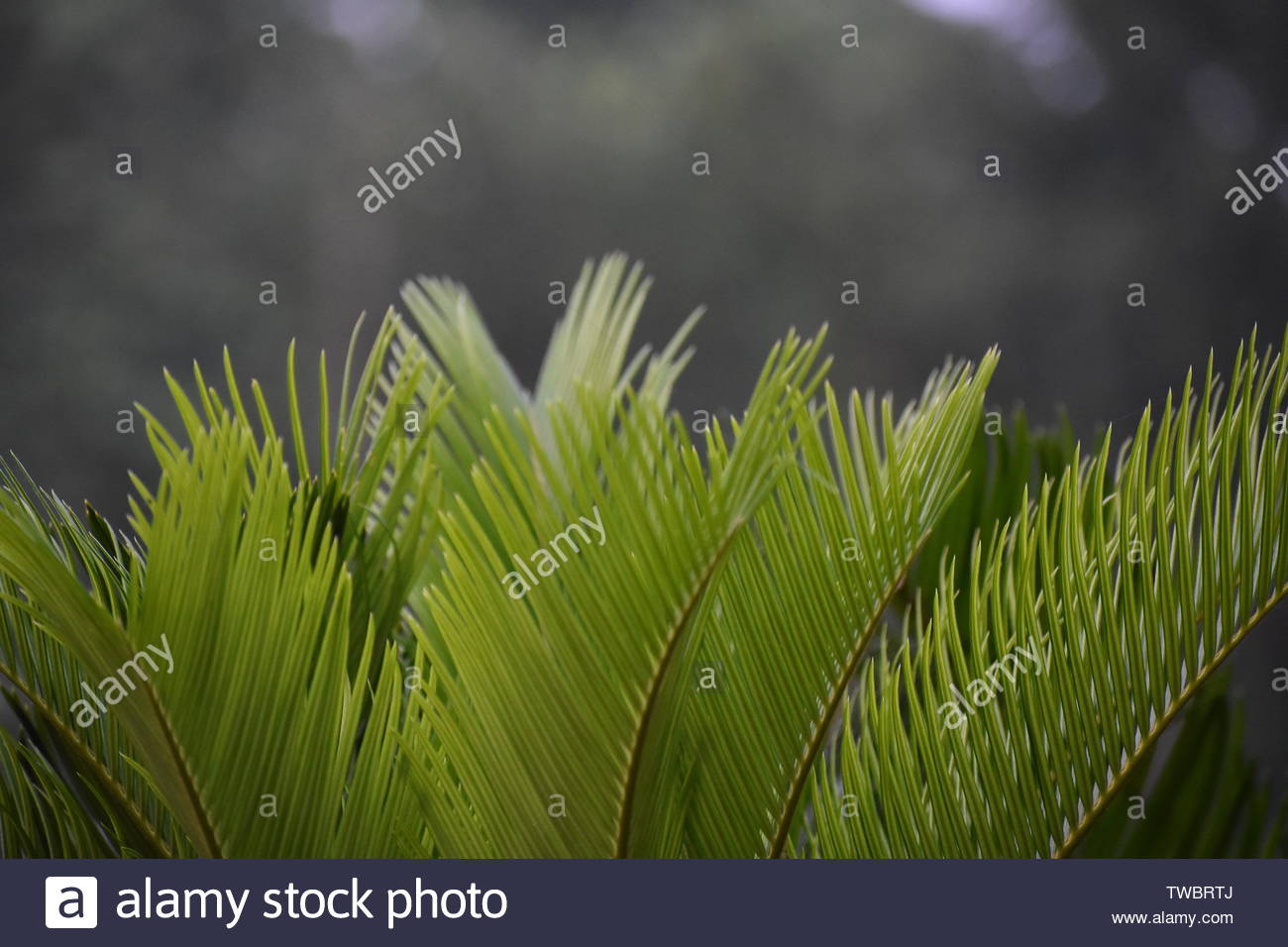 Natural Plant For Desktop And Mobile Wallpaper - Boy And His Shadow - HD Wallpaper 