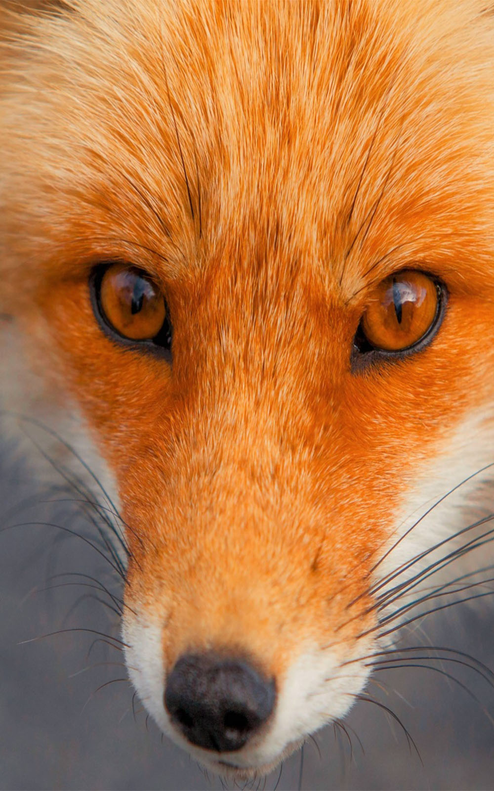 Fox Images Download - HD Wallpaper 