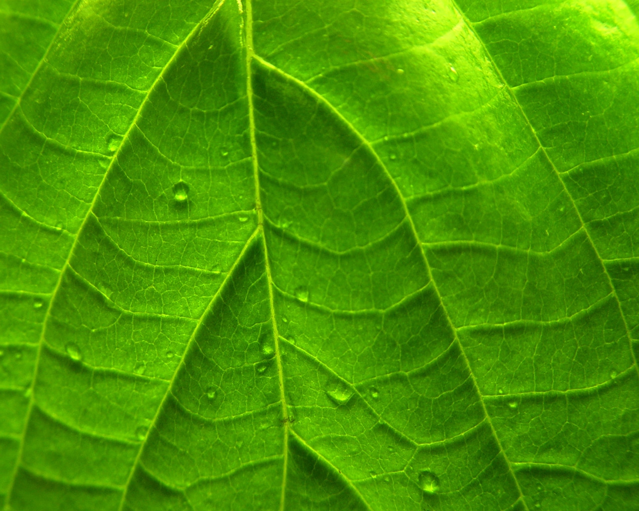 Green Vivid Leaf Windows 7 Plant Wallpaper - Green Leaf - HD Wallpaper 