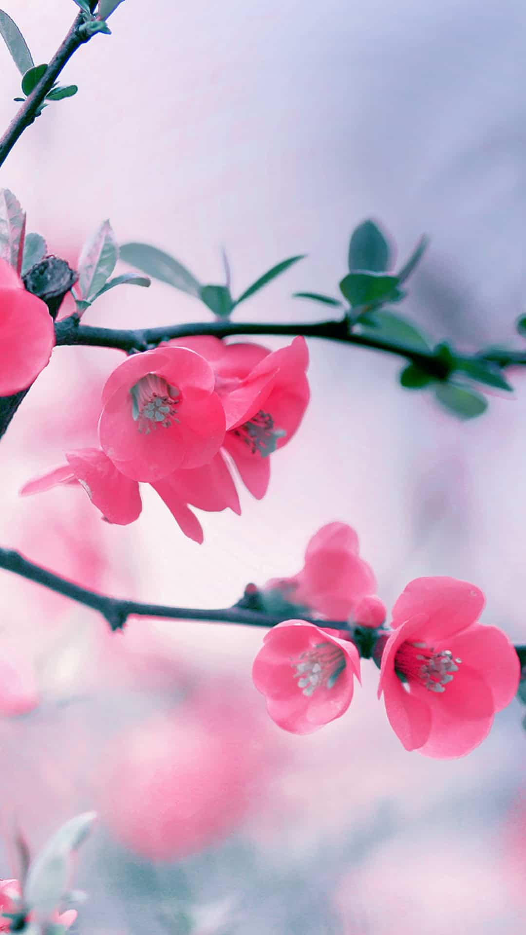 Vintage Pink Blossom Flowers Spring Macro Android Wallpaper - Hd Wallpaper Download For Mobile Screen - HD Wallpaper 