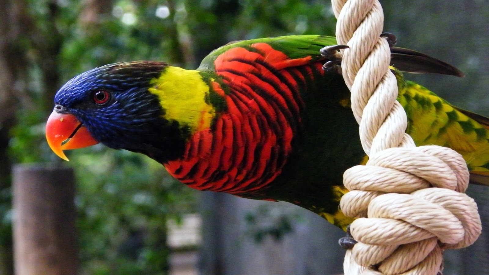 Parrot Live Wallpaper Parrot Hd Wallpapers For Desktop - Red Black Green Yellow Blue Bird - HD Wallpaper 