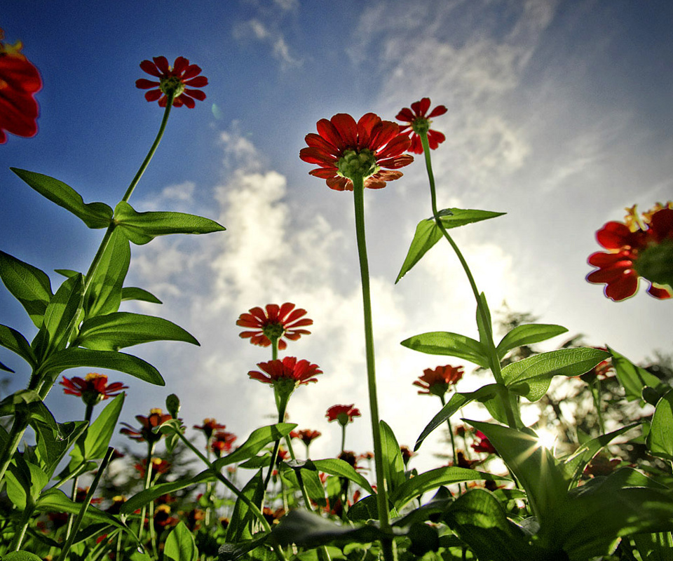 Lantana - HD Wallpaper 