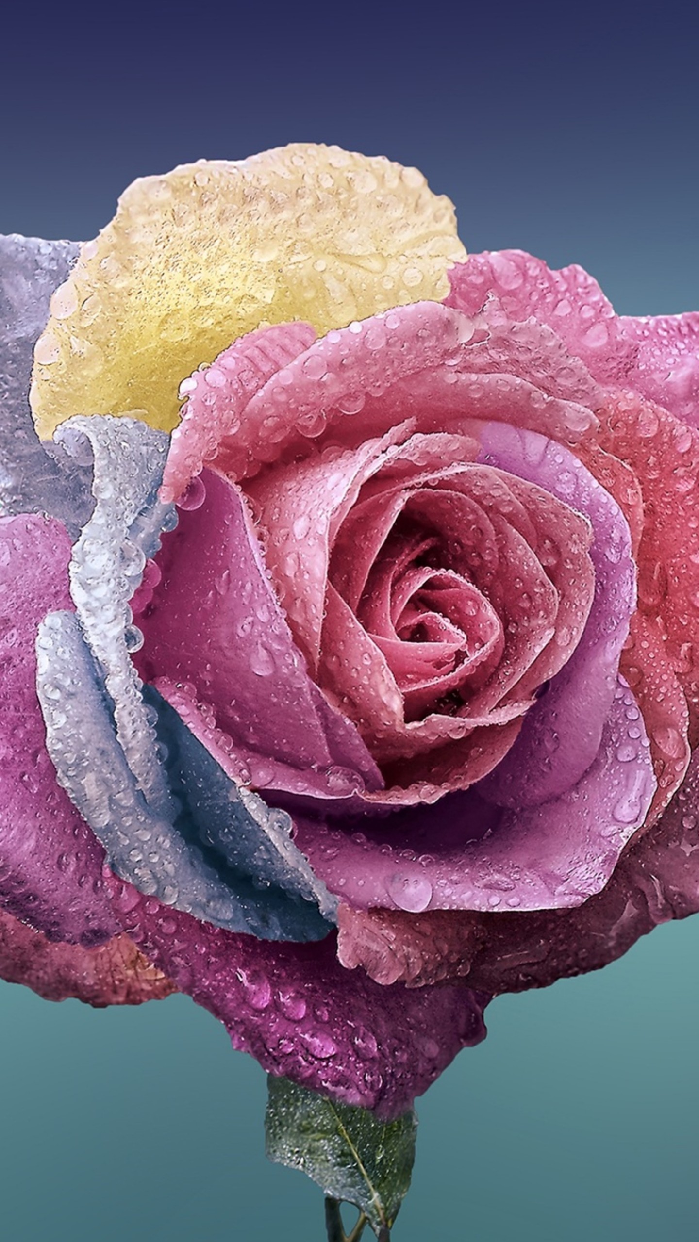 Rose Wallpaper Iphone Art - HD Wallpaper 