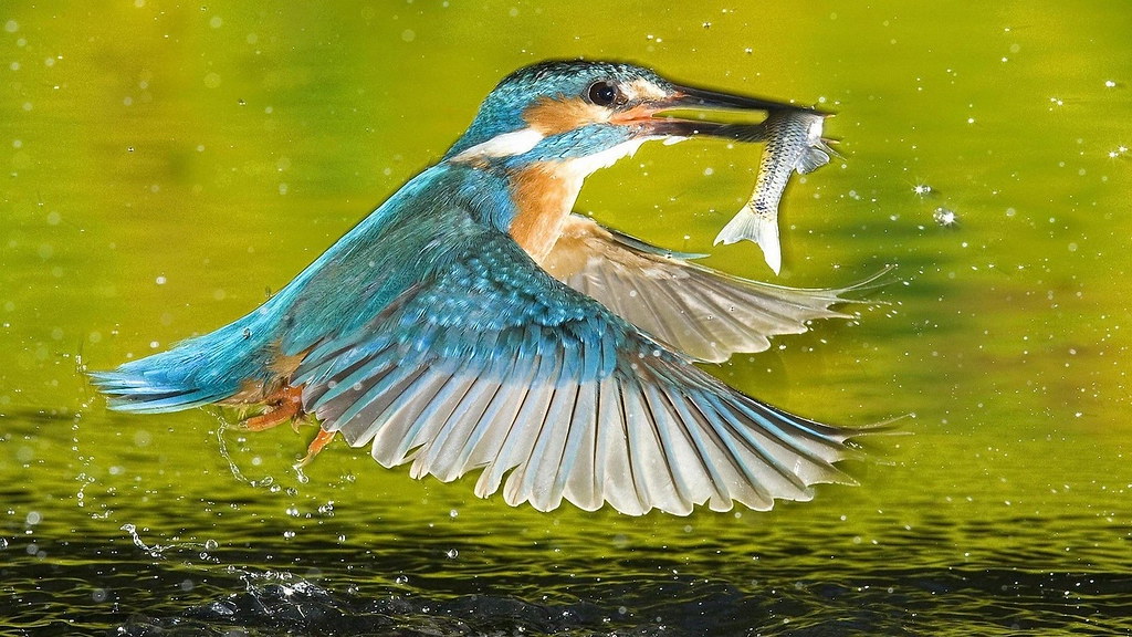 Kingfisher Bird Photos Download - HD Wallpaper 