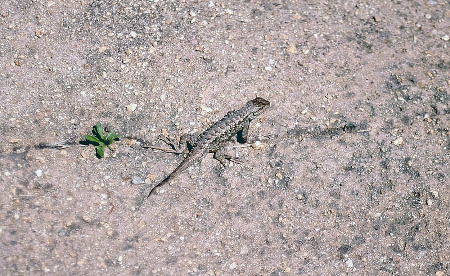 Santa Cruz, United States, University Of California - Bed Sheet - HD Wallpaper 