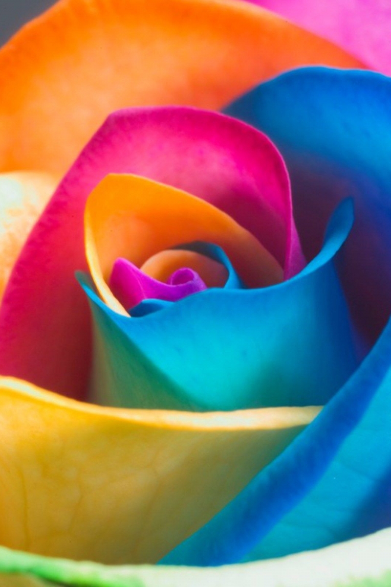 Srainbow Rose 3d Flowers Full Hd - New Wallpaper Full Size - HD Wallpaper 