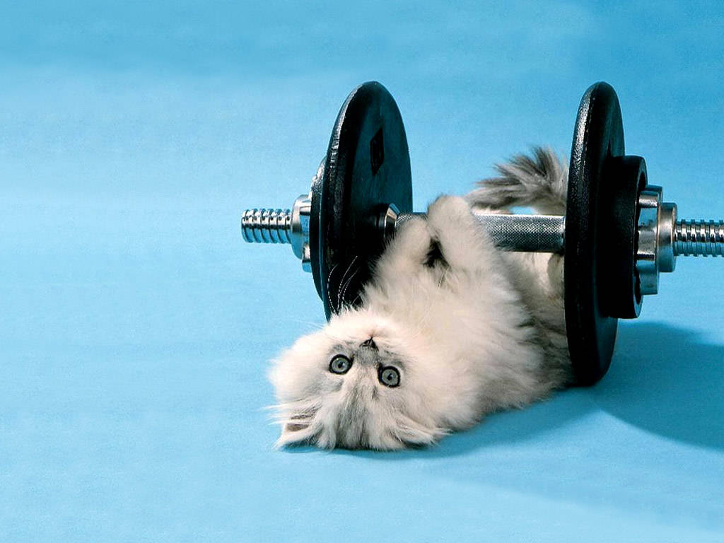 Full Free Funny Images - Exercise Cat - HD Wallpaper 