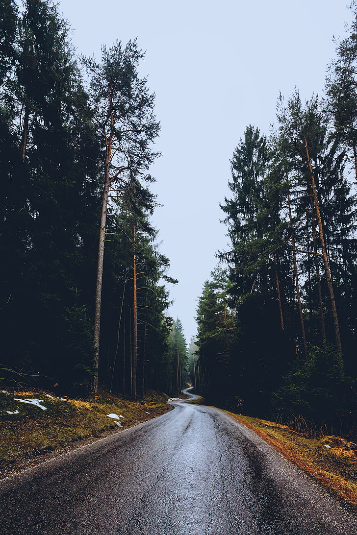Road Pathway, Nature, Trees, Long Road, Pine Trees, - HD Wallpaper 