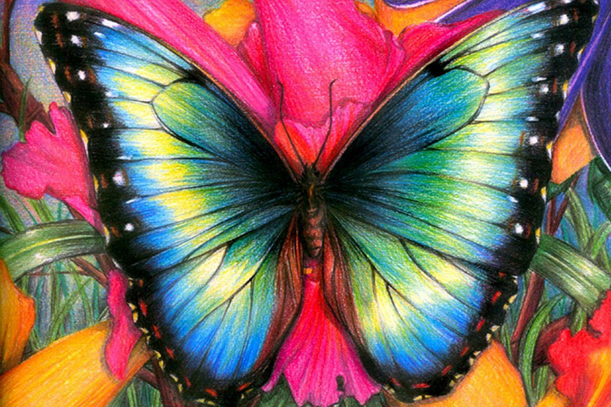 Beautiful Butterfly Wallpaper Free Download - HD Wallpaper 