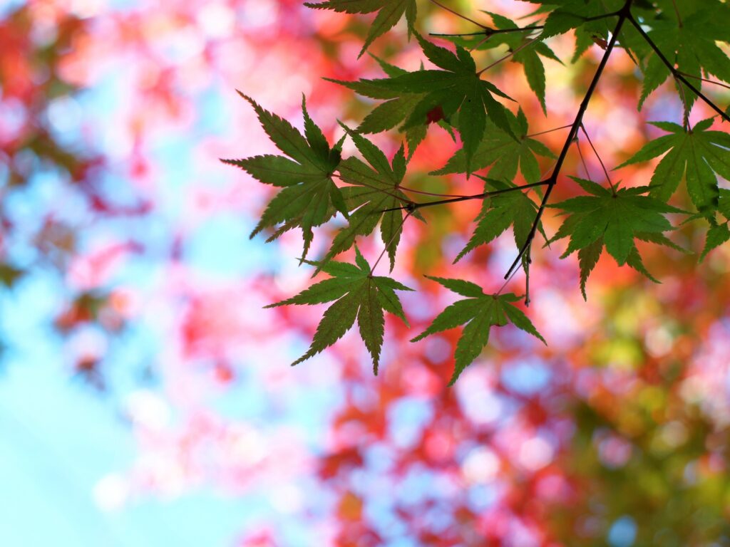 Wallpapers-desktop - Spring Maple Leaf Wallpaper Iphone - HD Wallpaper 